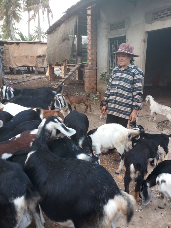 Đàn dê của gia đình chị Nguyễn Thị Liên sinh trưởng tốt. 