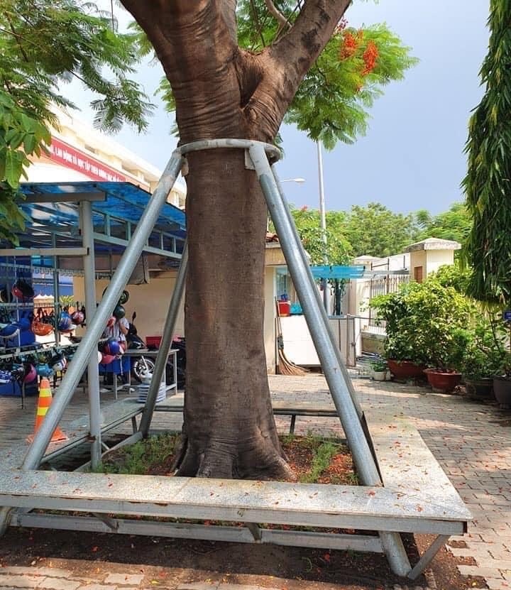 Thay vì đốn hạ, các trường nên tiến hành kiểm tra, đánh giá để có biện pháp chằng chống caayu xanh trongh sân trường. Ảnh