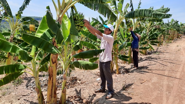 Vườn chuối của gia đình anh Phong  mỗi tháng cho thu nhập  hàng chục triệu đồng.