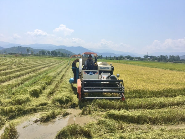 HTX Nông nghiệp Thành Tín cùng người dân thu hoạch lúa hữu cơ tại thôn Yên Thành 2 (xã Đắk Nuê) 