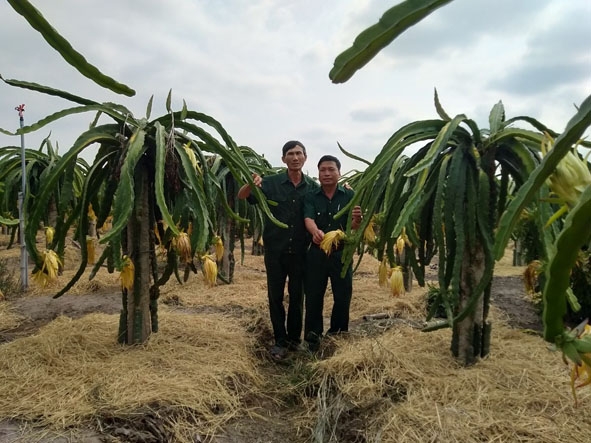 Ông Vũ Văn Khanh (bên trái) đưa khách đi tham quan vườn thanh long.