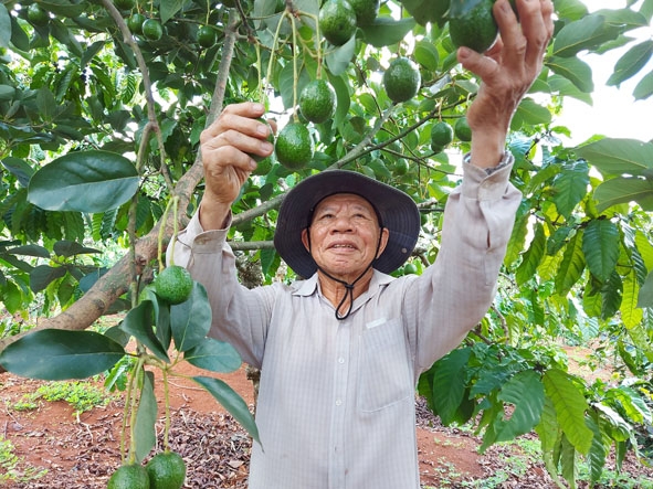 Ông Công chăm sóc vườn bơ booth trồng xen cà phê  của gia đình.