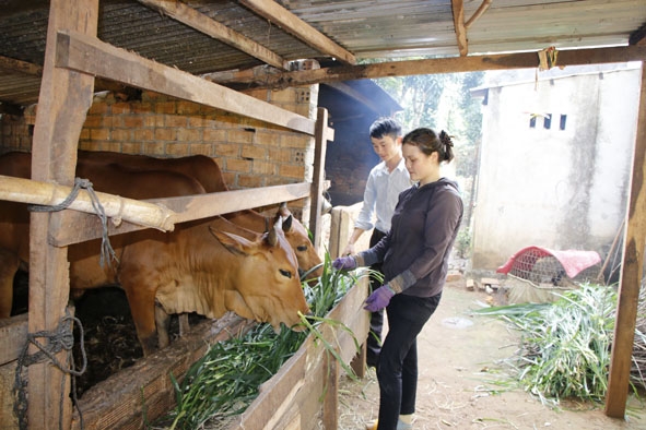 Gia đình chị Phan Thị Quý ở thôn Tân Hòa (xã Tân Lập) phát triển chăn nuôi bò theo hướng nuôi nhốt tập trung.