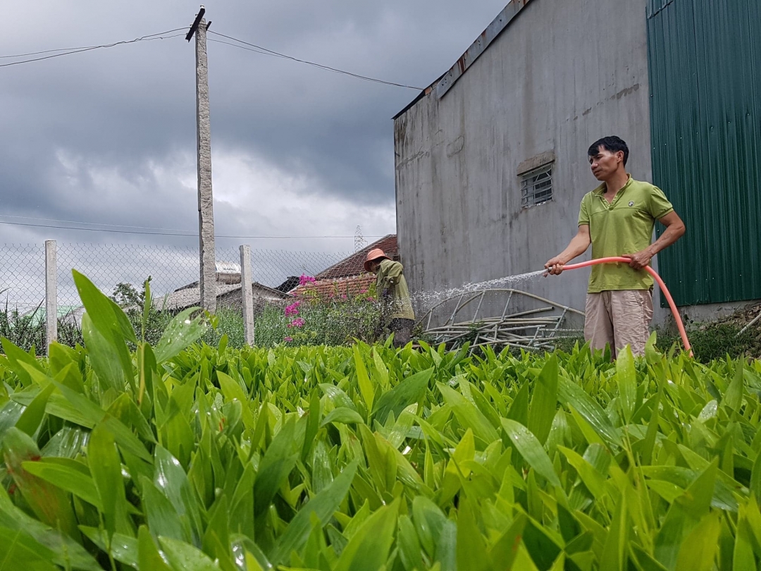 Người dân chăm sóc cây keo giống để chuẩn bị trồng rừng ở huyện 