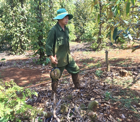 Sầu riêng của gia đình anh Nguyễn Văn Các rụng trái non hàng loạt.  