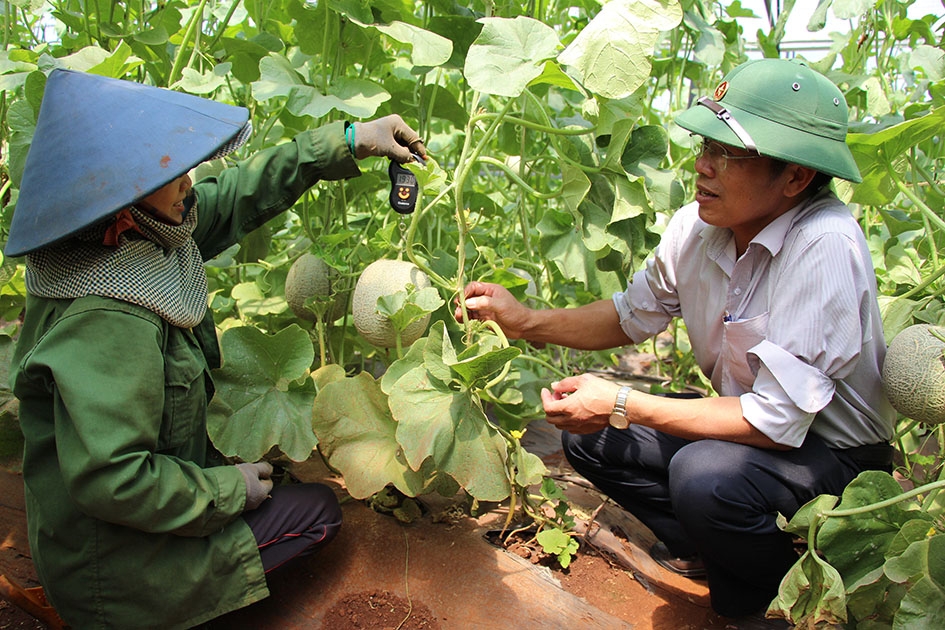 Mô hình sản xuất dưa lưới công nghệ cao tại xã Ea Kly. 