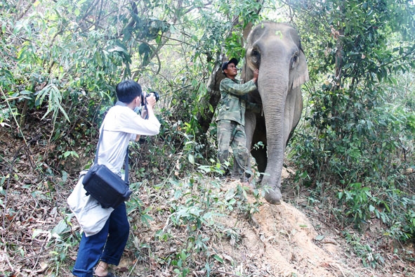 Phóng viên Minh Thông tác nghiệp tại cánh rừng hồ Ring.  