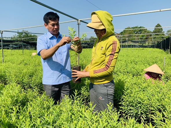 Vườn ươm giống cây đàn hương của ông Nguyễn Quang Tòa (thôn Hòa An, xã Ea Nuôl, huyện Buôn Đôn). 