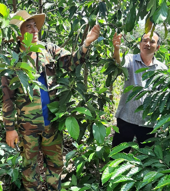 Ông Đoan (bên trái) chia sẻ kinh nghiệm chăm sóc vườn cây xen canh với cán bộ Hội Nông dân phường. 