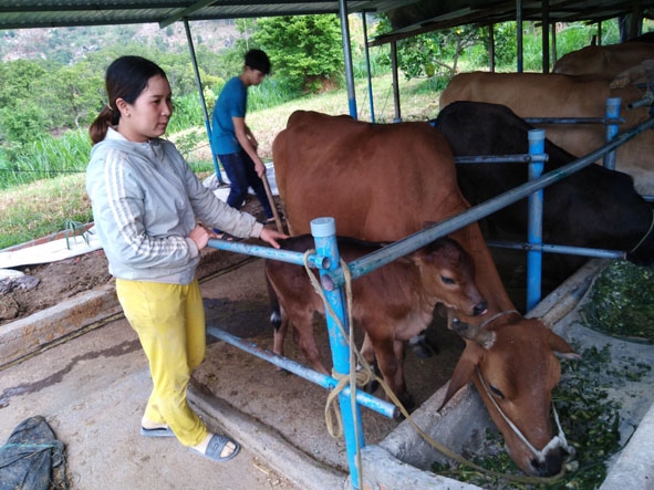 Chị Diệu chăm sóc đàn bò của gia đình. 