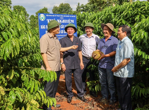 Đồng chí Nguyễn Xuân Cường (bìa trái), Ủy viên Trung ương Đảng, Bộ trưởng Bộ Nông nghiệp và Phát triển nông thôn và đồng chí Bùi Văn Cường (thứ 2 từ trái sang), Ủy viên Trung ương Đảng,  Bí thư Tỉnh ủy tham quan mô hình cà phê ứng dụng công nghệ cao tại thôn 7, xã Ea Kpam (huyện Cư M'gar). Ảnh: Hoàng Gia