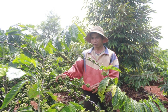 Người dân xã Ea Yông chăm sóc vườn cà phê xen sầu riêng.