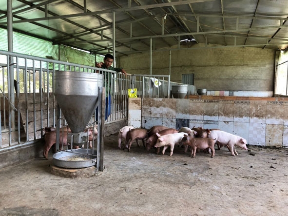 Chăn nuôi heo tại hộ anh Nguyễn Đại Huệ (thị trấn Quảng Phú). 