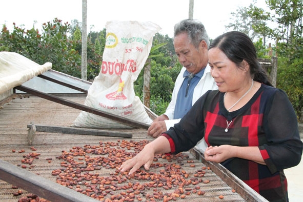 Tổ trưởng tổ hợp tác phát triển ca cao thôn Quảng Cư 1B (xã Cư Ni, huyện Ea Kar) Nông Thị Duyến kiểm tra chất lượng hạt ca cao lên men của hộ thành viên. 