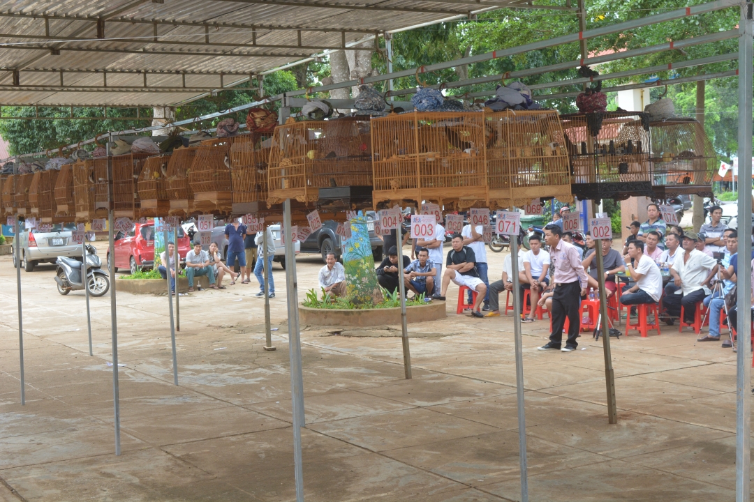 Các chú chim chào mào tham gia đấu trường.