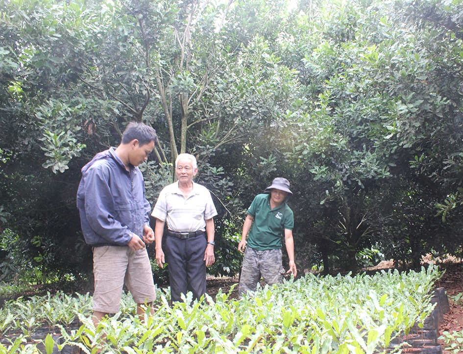 Vườn mắc ca của người dân xã Ea Puk, huyện Krông Năng.