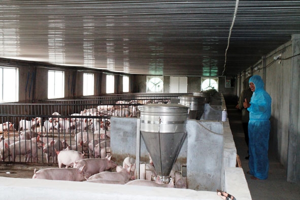Trang trại chăn nuôi heo công nghệ cao của hộ ông Nông Văn Pòn.