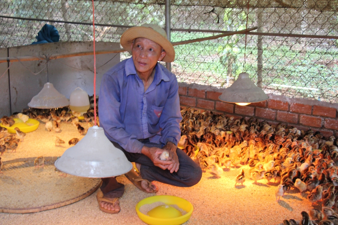 Cựu chiến binh Trần Văn Lạc (thôn 1) chia sẻ phương pháp chăm sóc, phòng bệnh cho gà giống.  