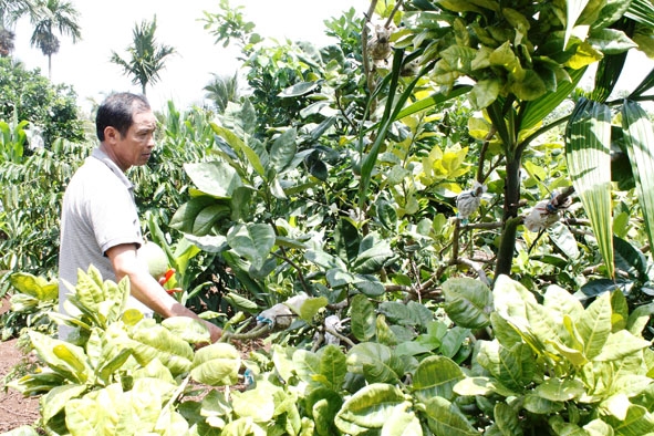  Ông Ba  chăm sóc  cây bưởi trồng xen trong vườn cà phê  và tiêu. 