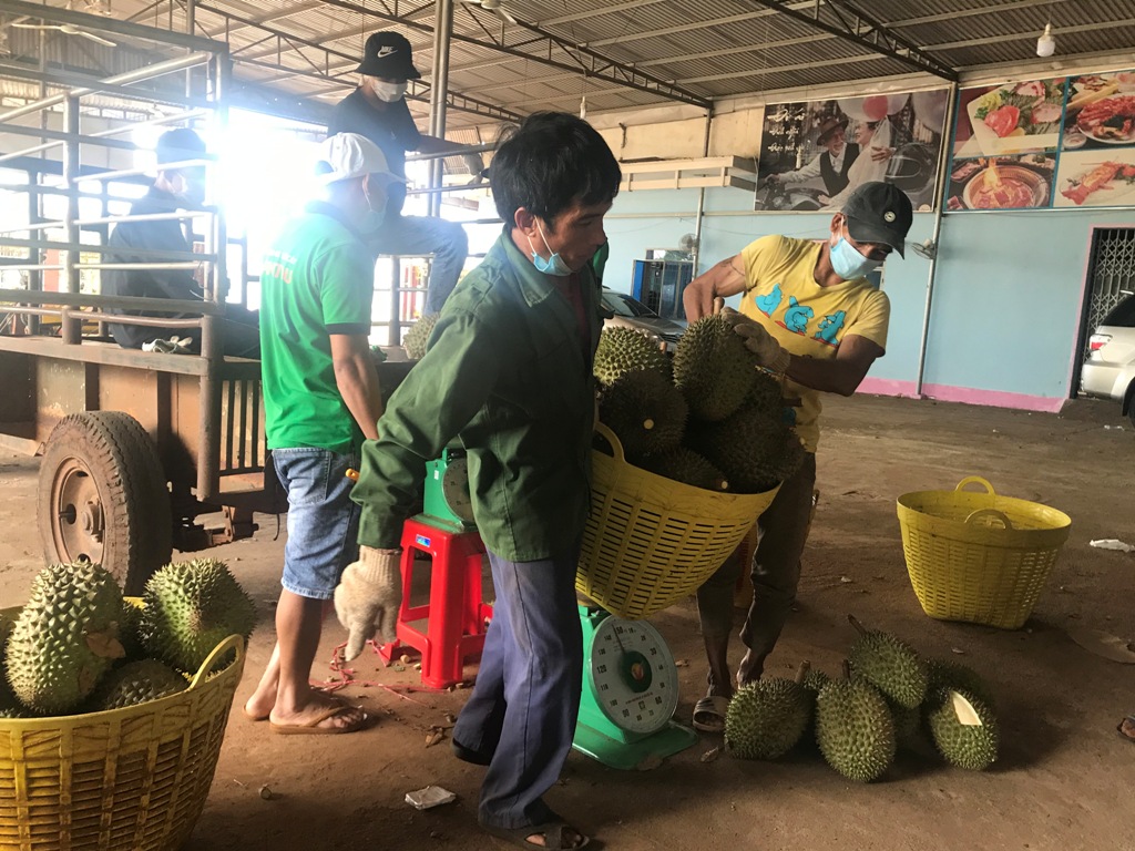 Người dân nhập sầu riêng tại một vựa thu mua trên địa bàn huyện Krông Pắc.