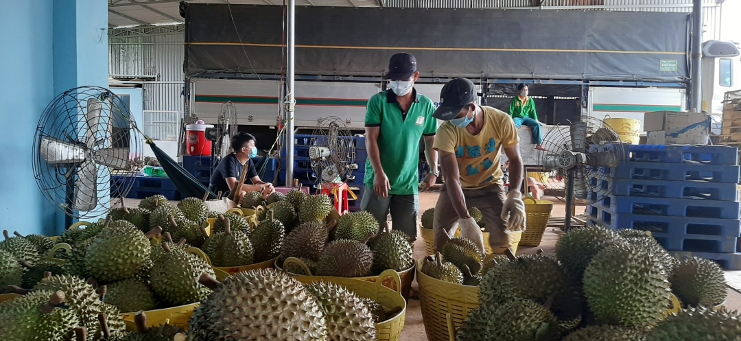 Chú thích ảnh dưới: Nhân công của một vựa thu mua kiểm tra chất lượng dầu riêng thu mua tại huyện Krông Pắc