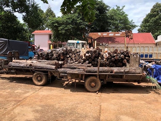 Phương tiện và lâm sản vận chuyển trái phép được Công an huyện Cư M'gar phát hiện, tạm giữ 