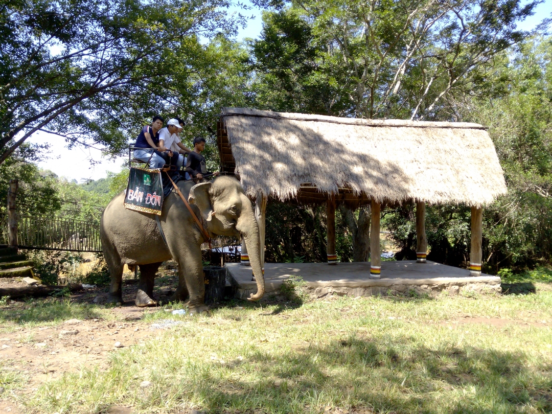 Du lịch cưỡi voi, một trong những sản phẩm du lịch đặc thù ở Đắk Lắk đang được tuyên truyền hạn chế và chuyển đổi sang mô hình thân thiện hơn 