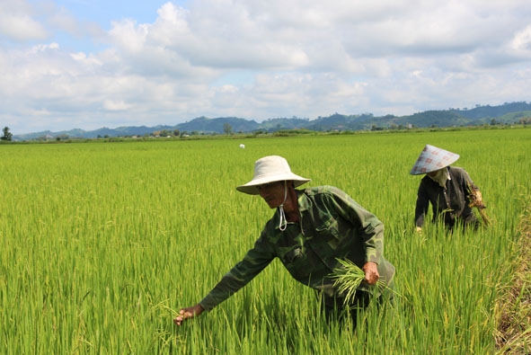 Nông dân thôn Liên Kết 2, xã Buôn Tría kiểm tra, chăm sóc ruộng lúa.
