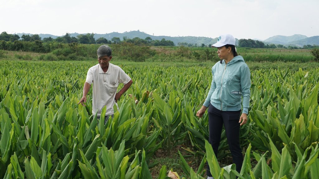 Mô hình trồng nghệ trên địa bàn xã Khuê Ngọc Điền. 