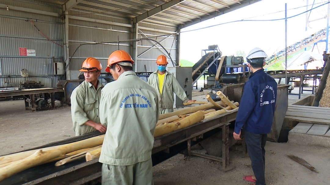 Chế biến gỗ rừng trồng tại Hợp tác xã Tiến Nam.
