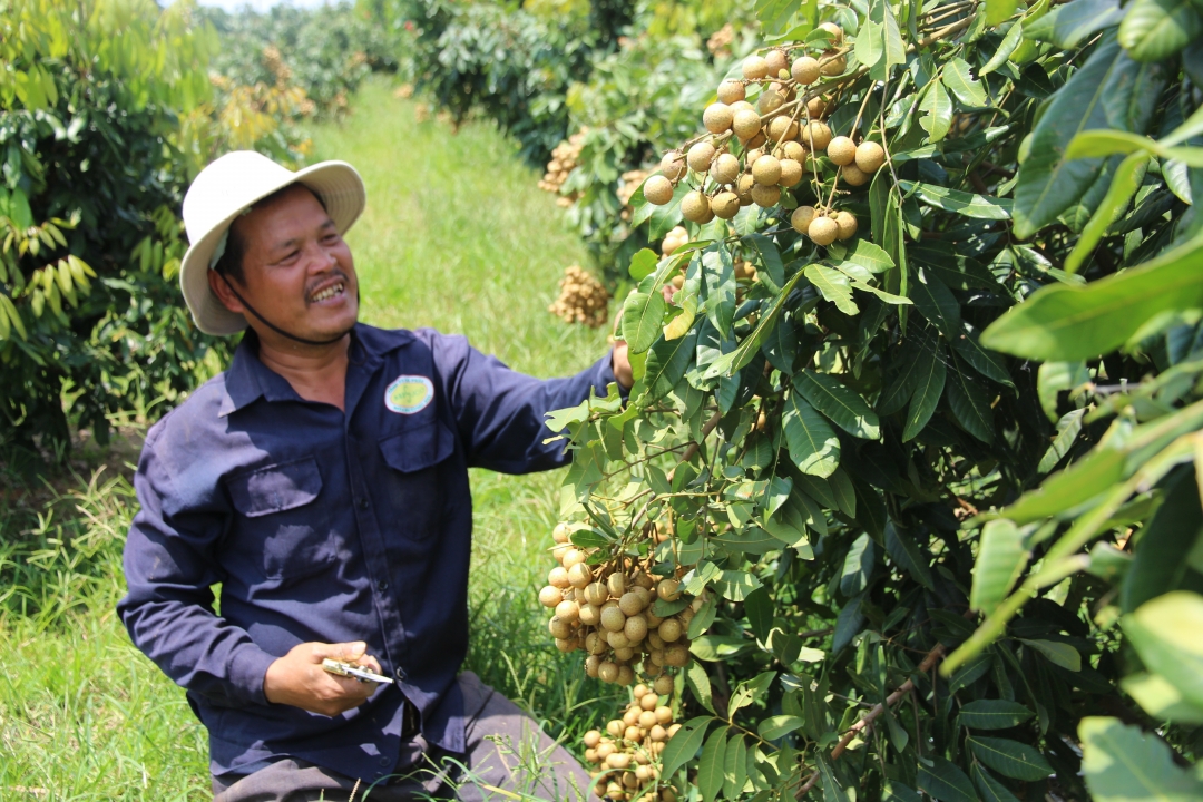 Gia đình ông Nguyễn Hữu Thạch (thôn 9,  xã Ea Pil)  thu hoạch nhãn Hương Chi.  