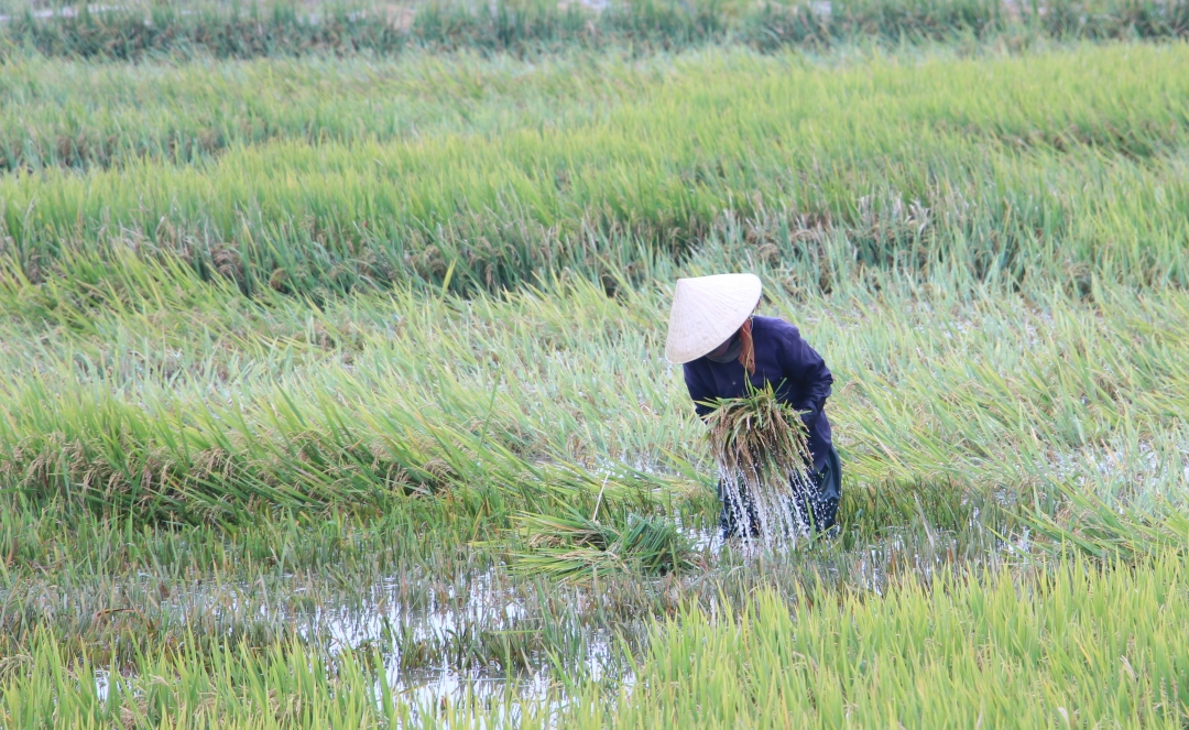Người dân trên địa bàn xã Đắk Liêng tranh thủ gặt lúa khi nước đang rút. Ảnh: Minh Thùy