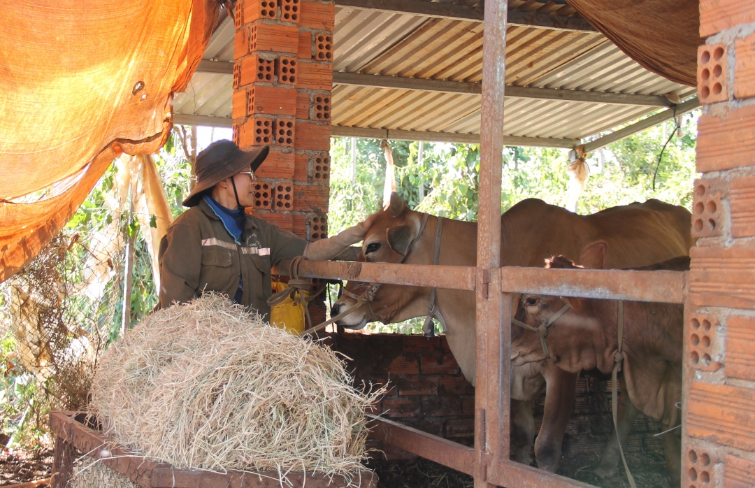 Một mô hình nuôi bò từ nguồn vốn vay Ngân hàng Chính sách xã hội ở xã Tân Lập (huyện Krông Búk). 
