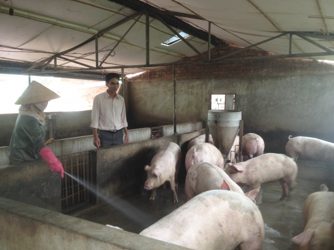 Giá heo giống cao khiến nhiều người chăn nuôi heo ở huyện Cư M’gar gặp khó khăn khi tái đàn sau dịch.