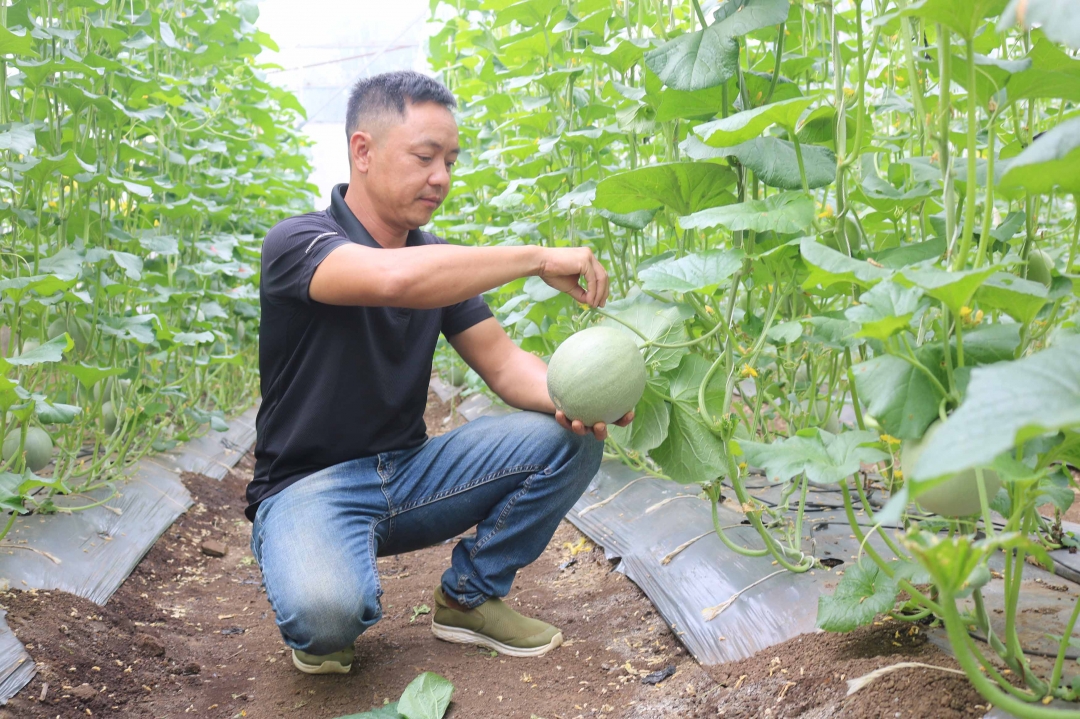Mô hình trồng dưa lưới trong nhà màng theo hướng hữu cơ của anh Tạ Văn Rin. 