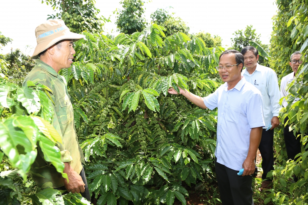  Bí thư Huyện ủy Krông Búk Huỳnh Chiến Thắng  (thứ hai từ trái qua) tham quan mô hình sản xuất của Hợp tác xã Dịch vụ nông nghiệp Cư K