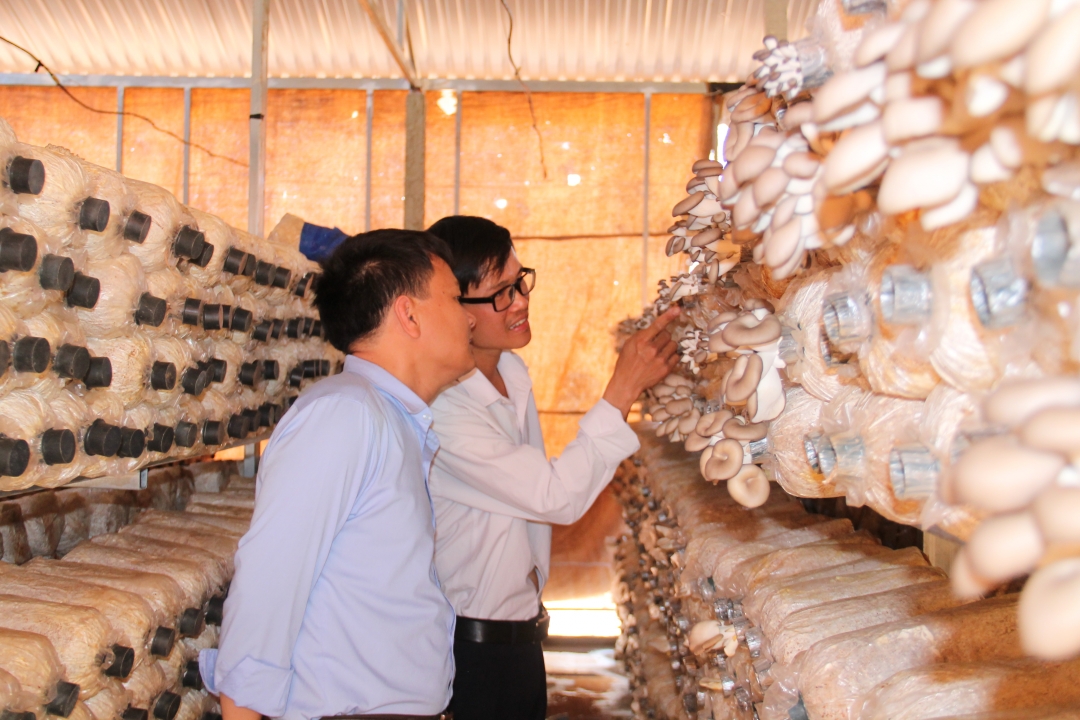 Huyện Krông Búk  quan tâm phát triển các sản phẩm chủ lực theo hướng sản xuất hàng hóa. (Trong ảnh: Mô hình trồng nấm ở xã Cư Kpô)