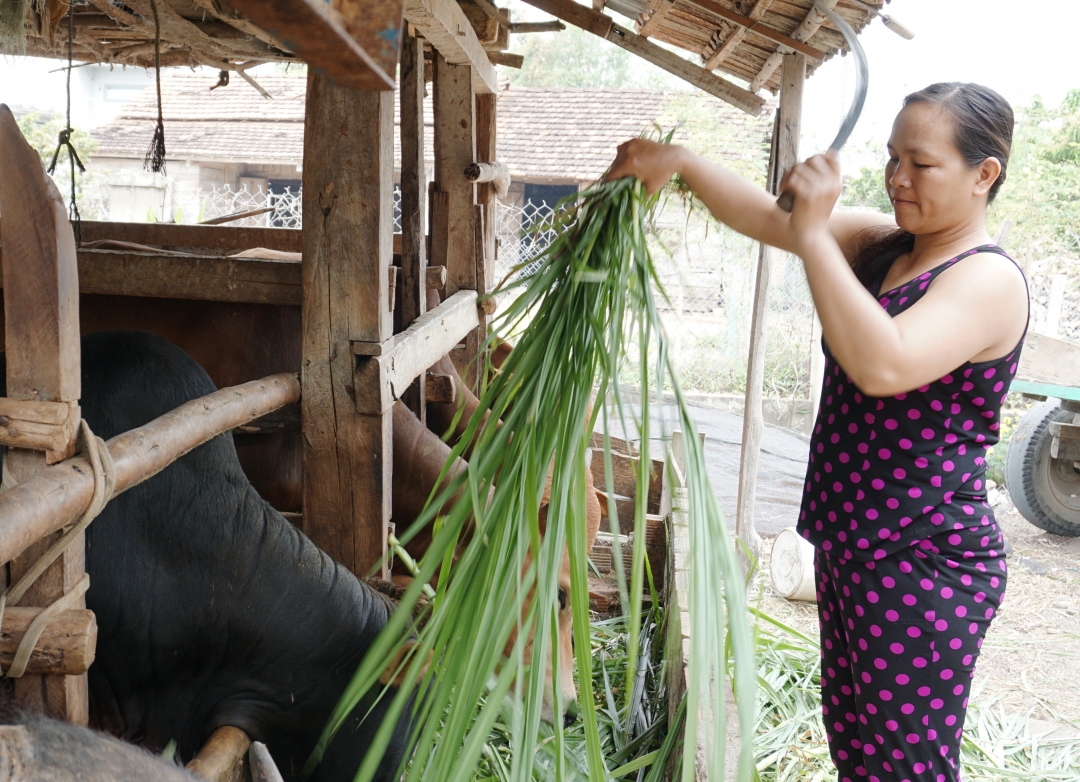 Mô hình nuôi bò nhốt của gia đình chị Trần Thị Lan ở thôn Thanh Phú, xã Hòa Sơn (ảnh minh họa).