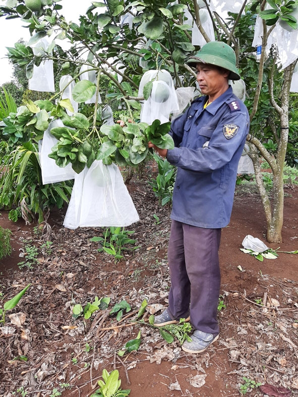 Ông Ba chăm sóc vườn bưởi của  gia đình. 