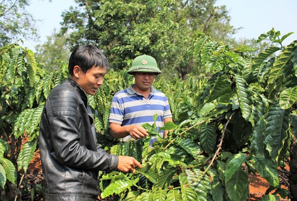 Vườn cà phê của anh Trần Trong (Đội 1) thuộc Công ty TNHH MTV Cà phê 15 được “trẻ hóa”phát triển xanh tốt. 