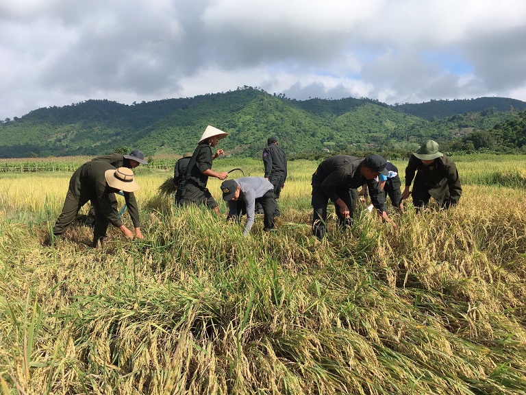 Cán bộ, chiến sĩ Phòng Cảnh sát cơ động (Công an tỉnh) giúp người dân xã Yang Tao (huyện Lắk) gặt lúa.