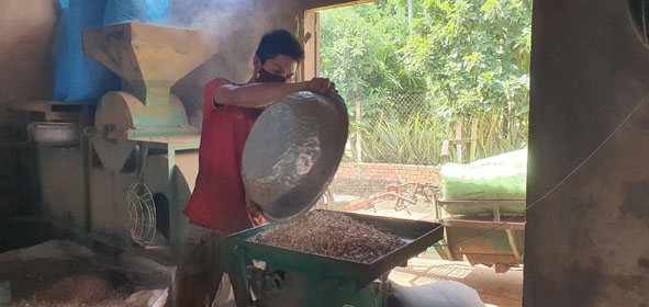 Công đoạn xay xát đậu để mang đi ép dầu.