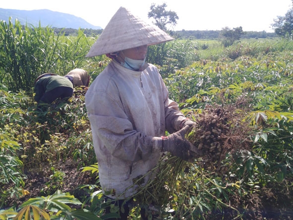 Nông dân xã Hòa Sơn thu hoạch đậu phộng.  