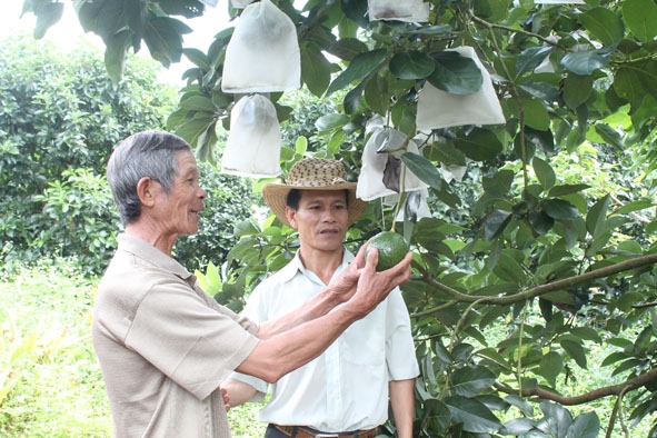 Các thành viên trong HTX trái cây Tây Buôn Hồ trao đổi kinh nghiệm sản xuất.  