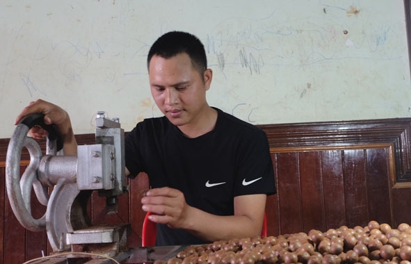 Anh Trần Văn Pháp tự tay chọn lựa hạt mắc ca đủ tiêu chuẩn để sản xuất thành phẩm. 