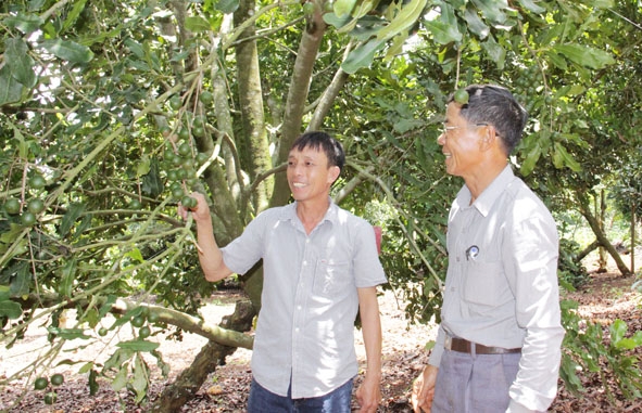 Vườn mắc ca của anh Phạm Minh Tuấn (bên trái) trở thành địa điểm tham quan, học hỏi của nông dân trong vùng. 