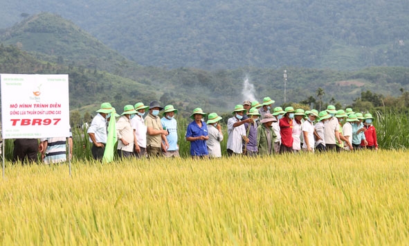 Các cuộc hội thảo đầu bờ giúp nông dân kiểm chứng tốt hiệu quả các mô hình trình diễn. 