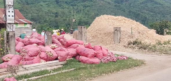 Gia đình ông Nguyễn Văn Minh xạc ngô để bán.