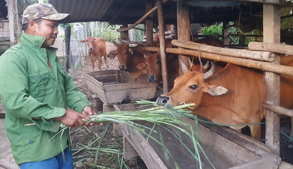 Với mô hình trồng trọt và chăn nuôi kết hợp, gia đình anh Y Khoát Êban (buôn Chàm A, xã Cư Drăm,  huyện Krông Bông) đã vươn lên thoát nghèo.