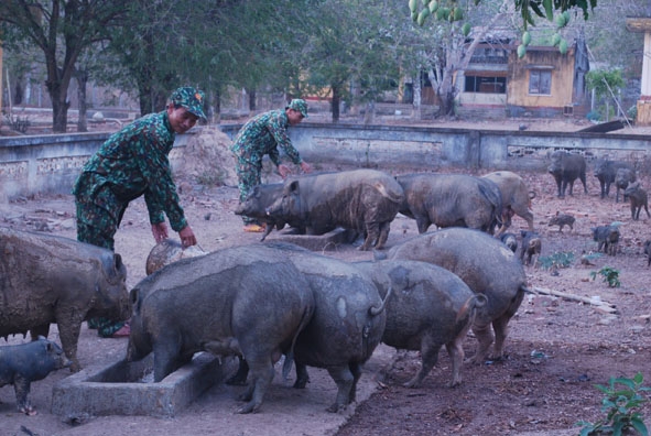 Đàn heo chăn nuôi theo mô hình tiểu trang trại của Đồn Biên phòng Sêrêpốk. 